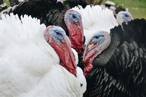 Thanksgiving and rise in popularity of turkey meat – Poultry with a ...