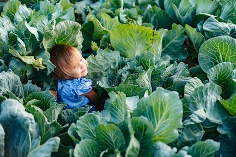 Baby Sitting in Cabbage Plant. Cute Little Girl on Cabbage Field Stock ...