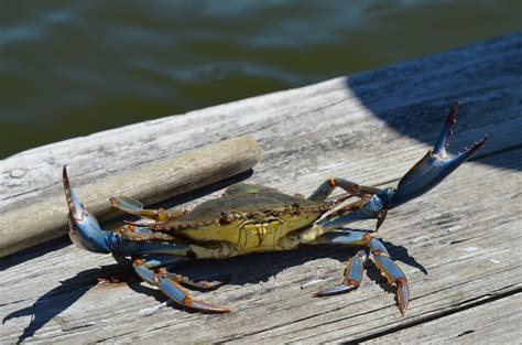 Maryland Crab Season: Where To Enjoy The Best Crab In 2024