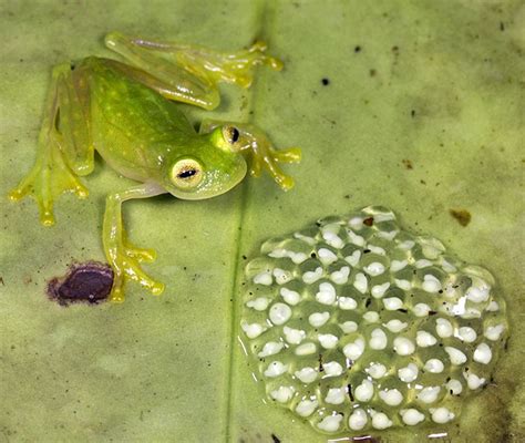 A Frog's Clutch of Eggs: Numbers, Frequency, & Survival - FrogPets