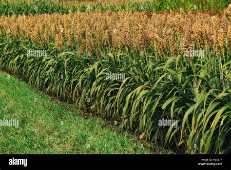 Sorghum crop hi-res stock photography and images - Alamy