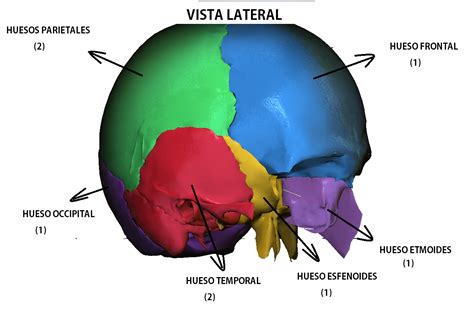 Anatomy Full HUESOS DEL CRANEO 4890 | Hot Sex Picture