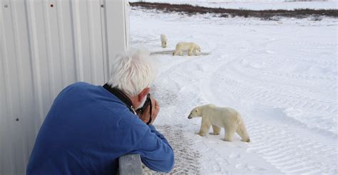 Churchill Polar Bear Tundra Lodge Adventure & Photo Tour