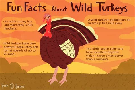 Fun Facts and Trivia About Wild Turkeys | Turkey facts, Wild turkey, Fun facts