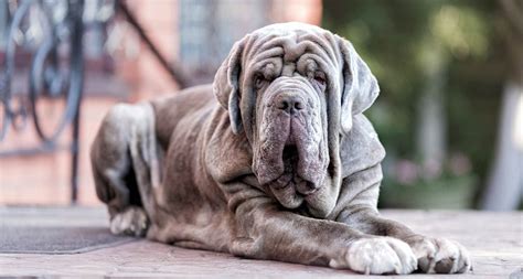 8 Wrinkly Dog Breeds You Can’t Help But Love | BeChewy