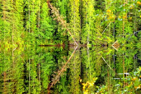 Green symmetry and reflections, | The beautiful september ev… | Flickr