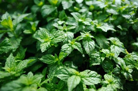 How to grow mint, the ultimate plant for the incurably incompetent ...