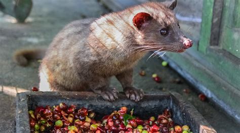 Civet coffee: the dark side of the world's most expensive coffee - Falstaff