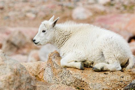 Baby Mountain Goats On Mount Evans Photograph by Steve Krull