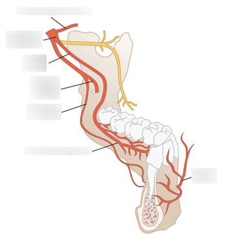 Lingual Nerve Diagram | Quizlet