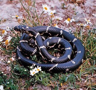 King snake | Types, Size, & Facts | Britannica