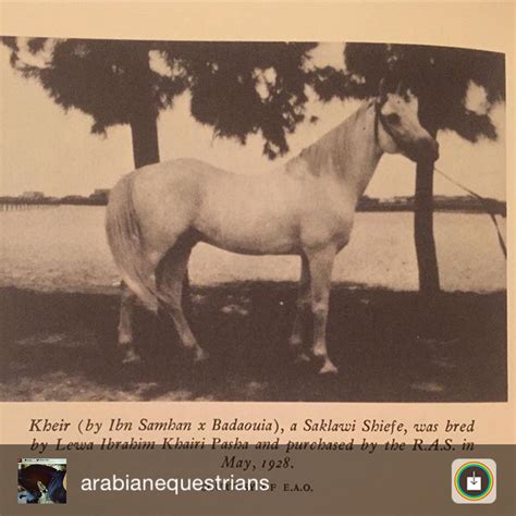 الخيل خير 1928 صقلاوي. The Arabian horse kheir. | Arabian horse, Heritage breeds, Horses