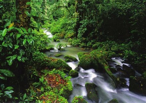 Costa Rica's Frogs Play Key Role in Climate Change | Enchanting Costa Rica