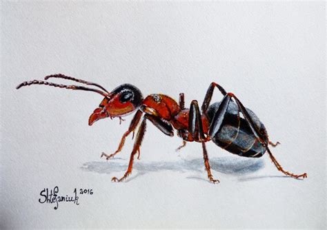 Red Ant Painting 8x12 Acrylic on watercolor by VitaAcrylicOilArt