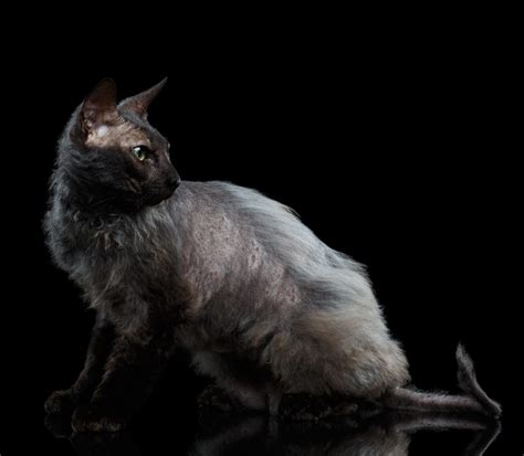 Werewolf Cat - Your Guide To The Fascinating Lykoi Cat Breed