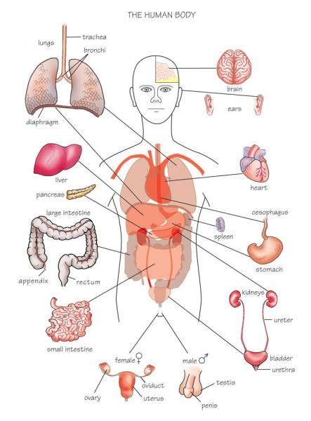 Diagram Of Human Internal Orgins - Anatomy Of The Back Organs - Human ...