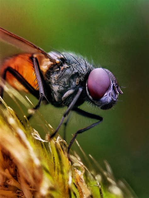 8 Tips For Incredible Insect Macro Photography On iPhone