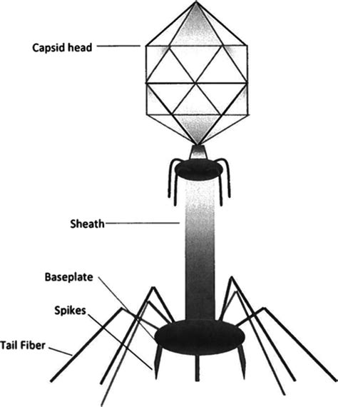 Bacteriophage Therapeutics: A Primer for Clinicians on Phage‐Antibiotic Combinations ...