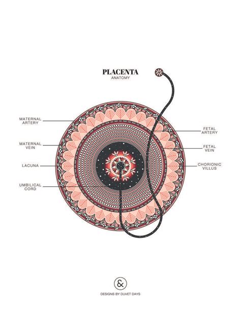 Self discover and educate yourself through this beautifully designed Placenta illustration ...