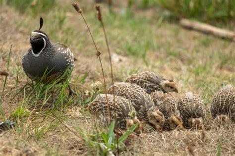 Baby Quail 101: How To Raise Healthy Quail