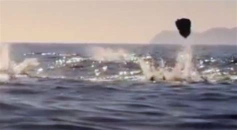 Massive Gathering Of Mobula Rays Are Filmed Leaping From The Ocean