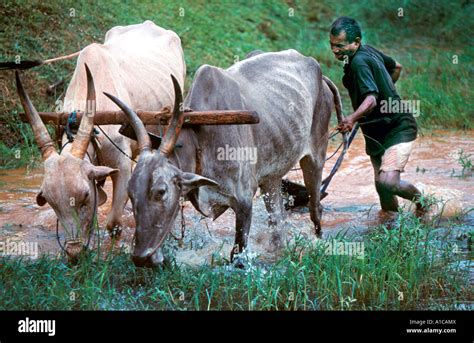 Ox drawn plough hi-res stock photography and images - Alamy