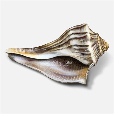 Knobbed whelk shell – drawnbydawn