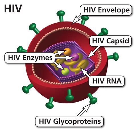 Human Immunodeficiency Virus | Definition | AIDSinfo