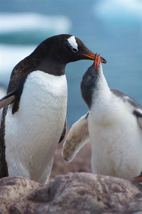 Antarctica Neko Harbor Gentoo Penguin Photograph by Inger Hogstrom ...