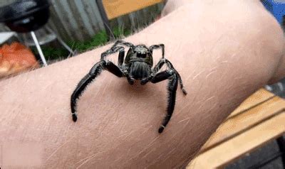 Spider GIF - Find & Share on GIPHY