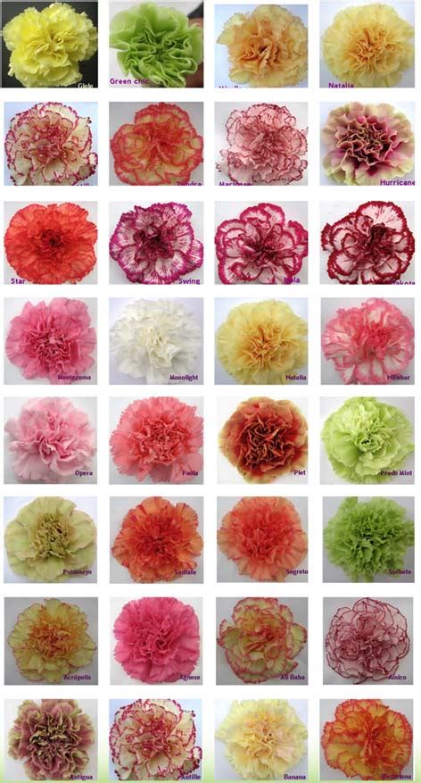 Carnation Color Guide | Flirty Fleurs The Florist Blog - Inspiration for Floral Designers