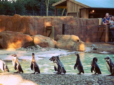 In Pictures: The Penguins Of London | Londonist