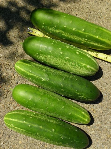 Cucumber - Straight Eight - St. Clare Heirloom Seeds