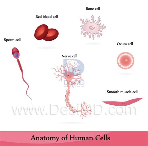 Largest Cell in Human Body - TerrellkruwCasey