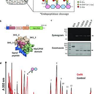 Model for STK-dependent regulation of the endopeptidase CwlA. PrkC ...