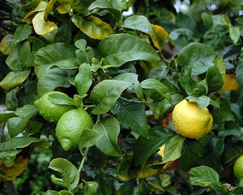 Hybrid Lemon / Lime Tree | This tree was braided and grew bo… | Flickr