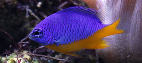 19 Facts About Damselfish - Facts.net