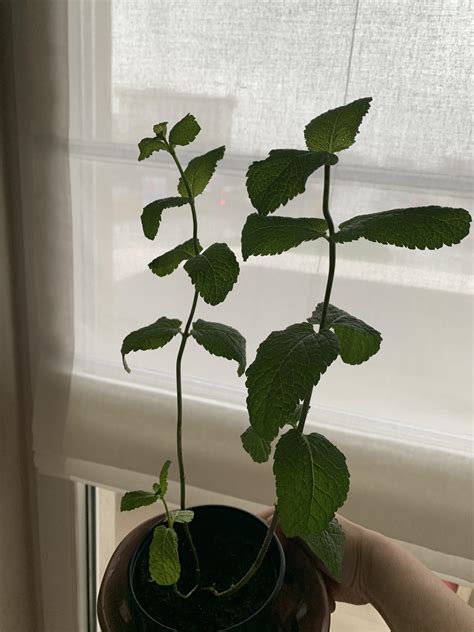 I recently bought a mint plant and need advice in how to properly care ...