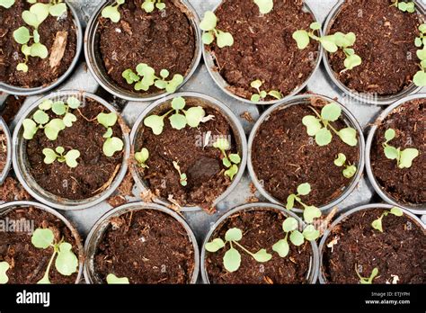 Brussels sprout seedlings in small pots Stock Photo - Alamy