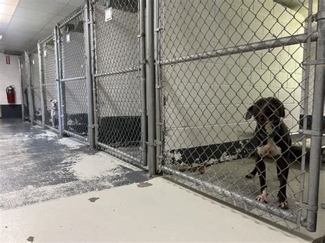 Bullitt County moves forward with plans for new animal shelter location | Business | wdrb.com