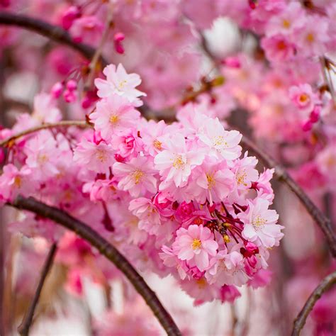 Pink Weeping Cherry Trees for Sale | BrighterBlooms.com