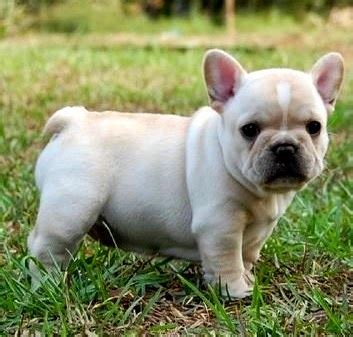 Overview of American French Bulldog mix of American Bulldog and French ...