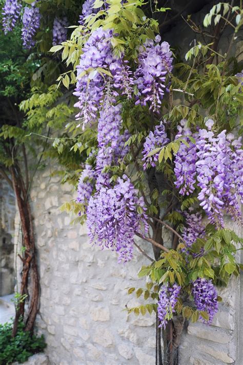 Wisteria: How to Grow This Deliciously Fragrant and Gorgeous Flowering Vine - Natalie Linda