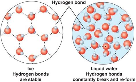 Why does ice have a lower density than water? Explain.