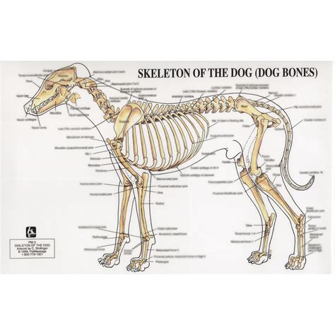 PetMassage™ Chart #3: Skeleton of the Dog · PetMassage™ Training and Research Institute