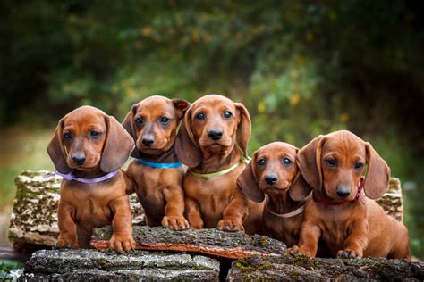 Top 150 Dachshund Names - - Ideas for Your Dachshund