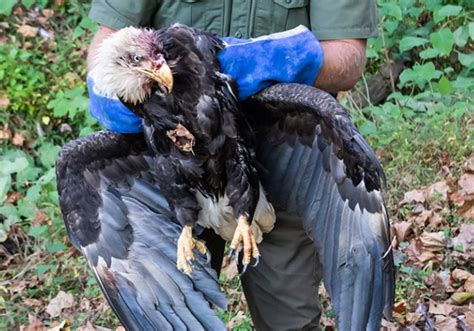 State Game Commission seeks person who killed bald eagle in ...