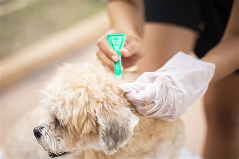 Flea and Tick Prevention 101 - Holistic Veterinary Care - Oakland, CA