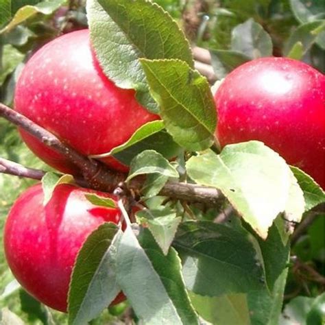 Discovery Apple Tree | Buy Apple Trees | Purchase Apple Fruit Trees