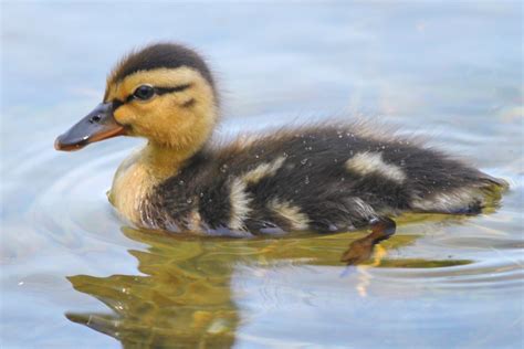 How To Care For Baby Mallard Ducks / baby duck care - arsyildecorco how ...